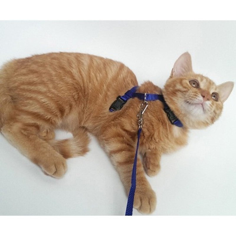 Kedi Boyun ve Göğüs Tasması 3