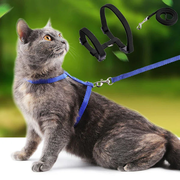 Kedi Tasması 1