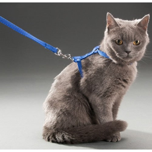 Kedi Tasması 5