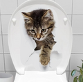 Decohandy Klozet Etiketi Stray Cat 1