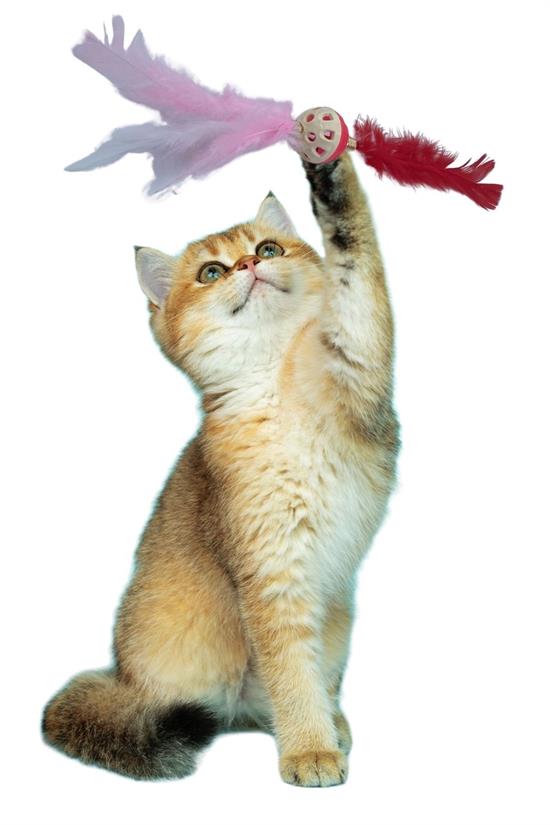 Tüylü Püsküllü Kedi Oyuncağı Dikkat Çekici Renkli Sevimli Evcil Hayvan Oyuncağı (5538) 5